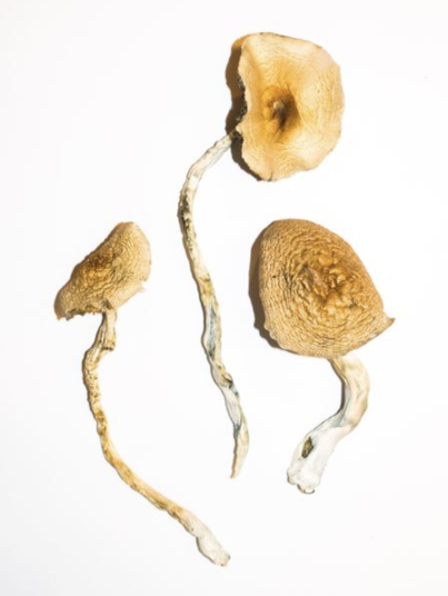 Buy Golden Teachers Magic Mushrooms
